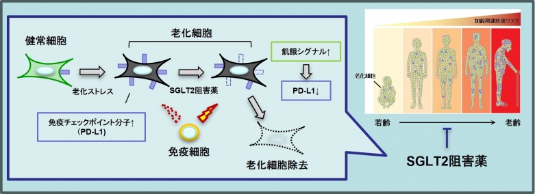 SGLT2sogaiyaku