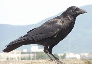 crow hasibosokarasu