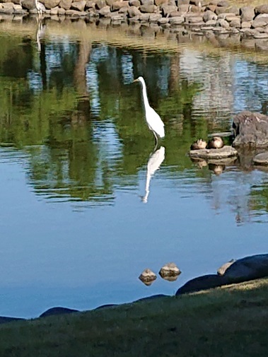 hamarikyu1