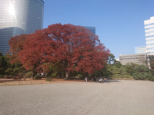 hamarikyu11