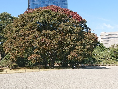 hamarikyu12