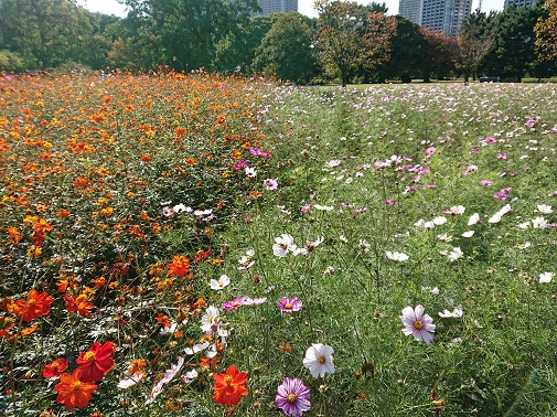 hamarikyu3