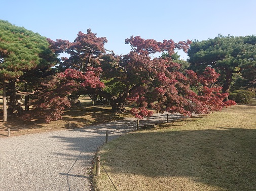 hamarikyu8