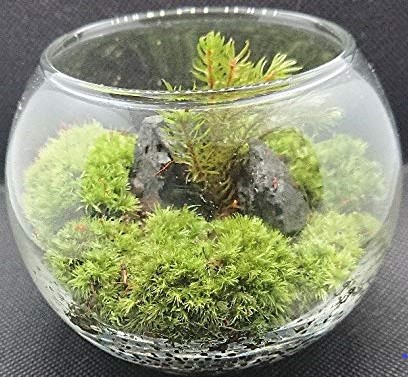 koketerarium1