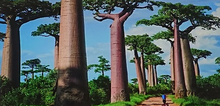 madagaskaru baobabukaido