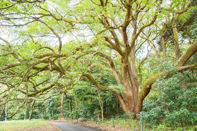 meijijingu15