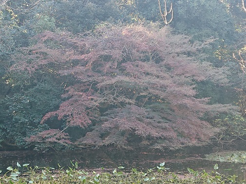 meijijingu19