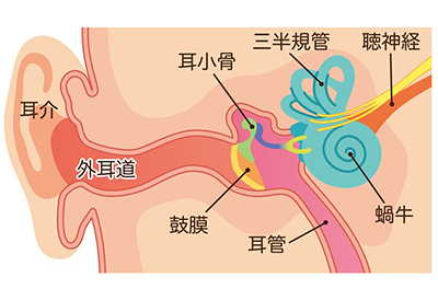 耳の構造と難聴の種類