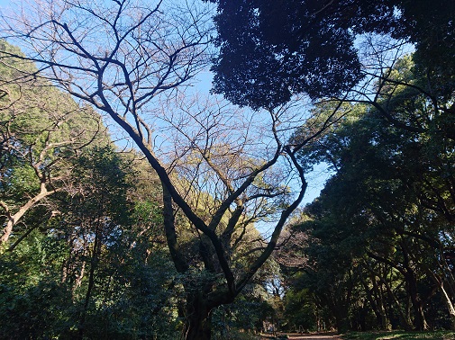 sinjukugyoen3