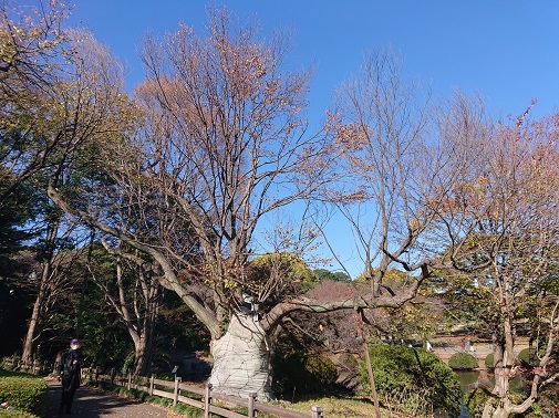 sinjukugyoen6