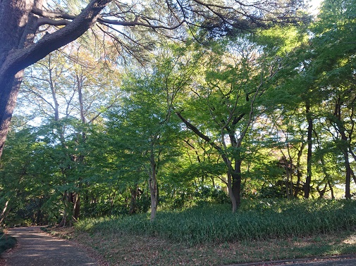 sinjukugyoen7