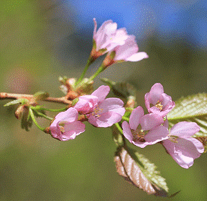 takanezakura