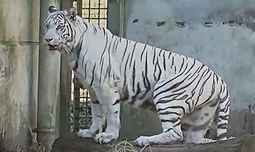 tiger white